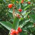 Lonicera tatarica 'Hack's Red' fruits P1D